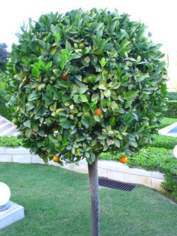 Citrus tree in the Holy Land